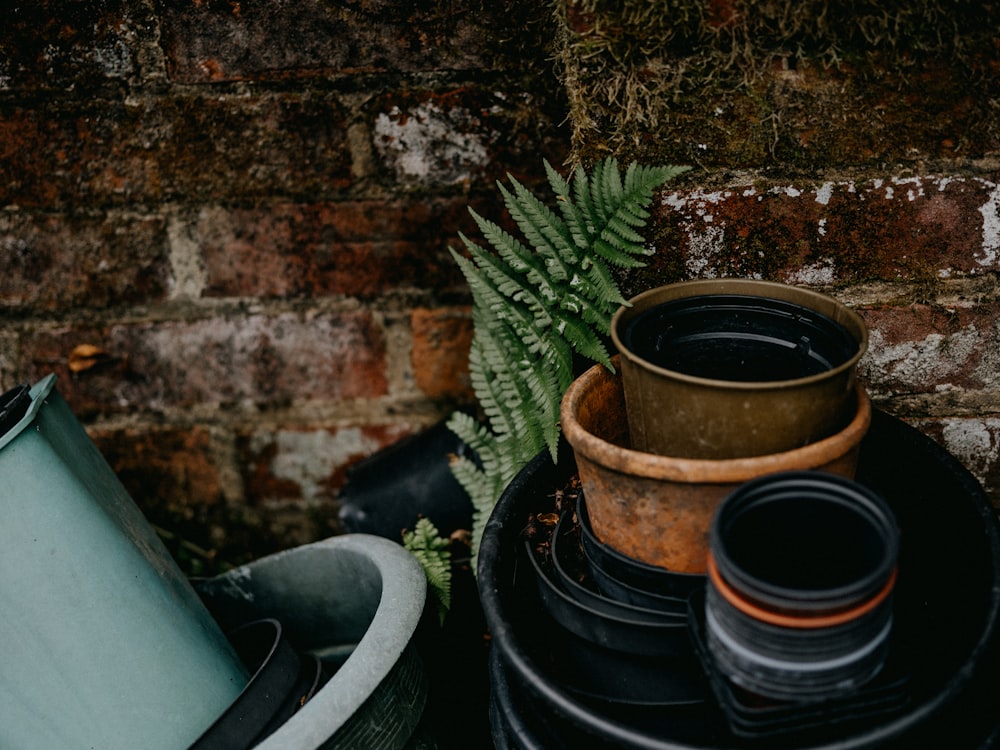 plante verte sur pot en argile noire