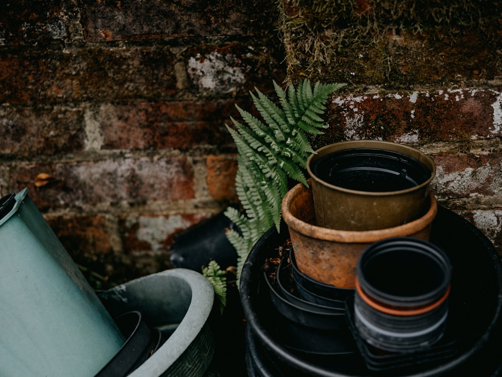 green plant on black clay pot