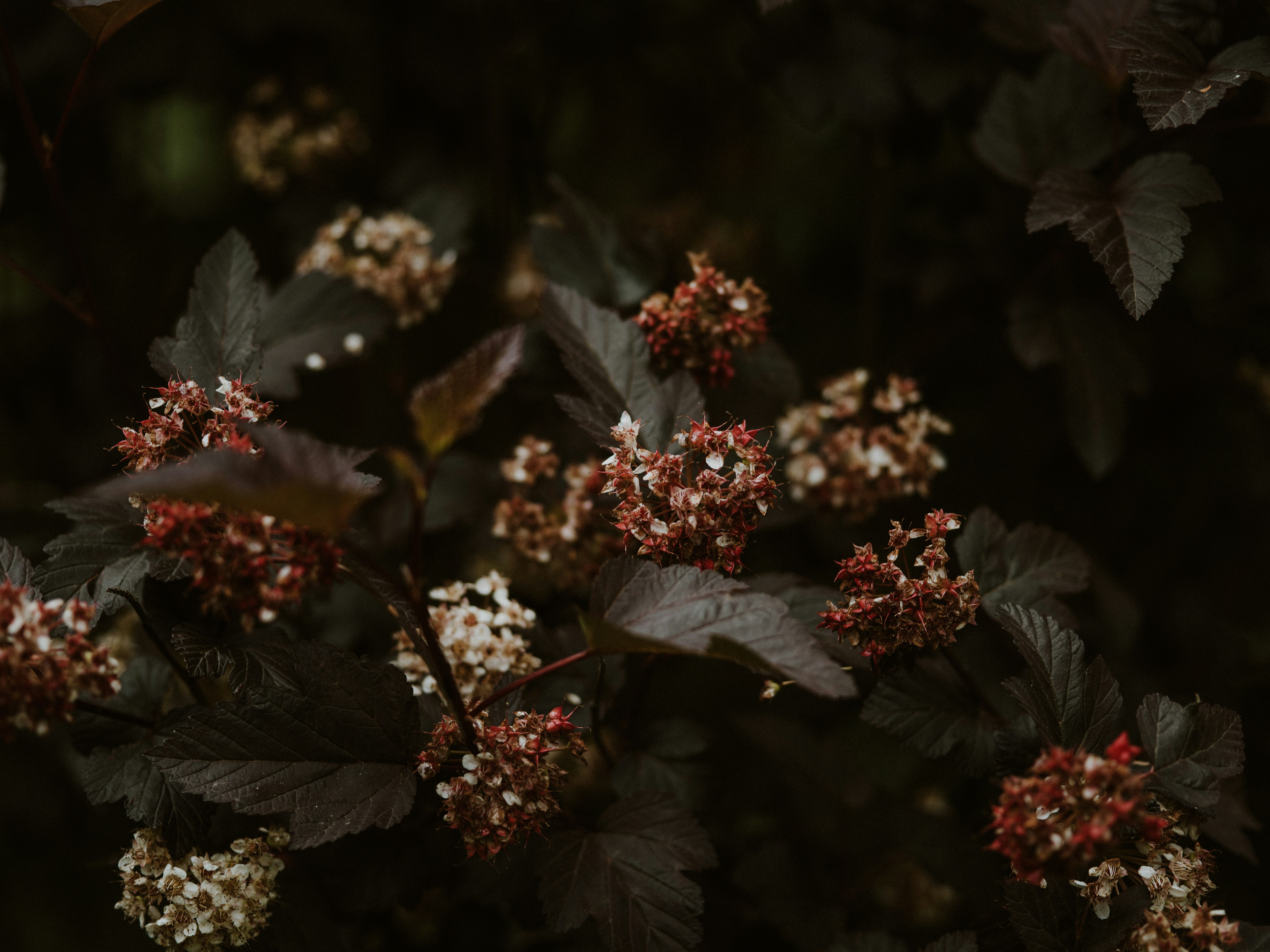 Photo by anniespratt