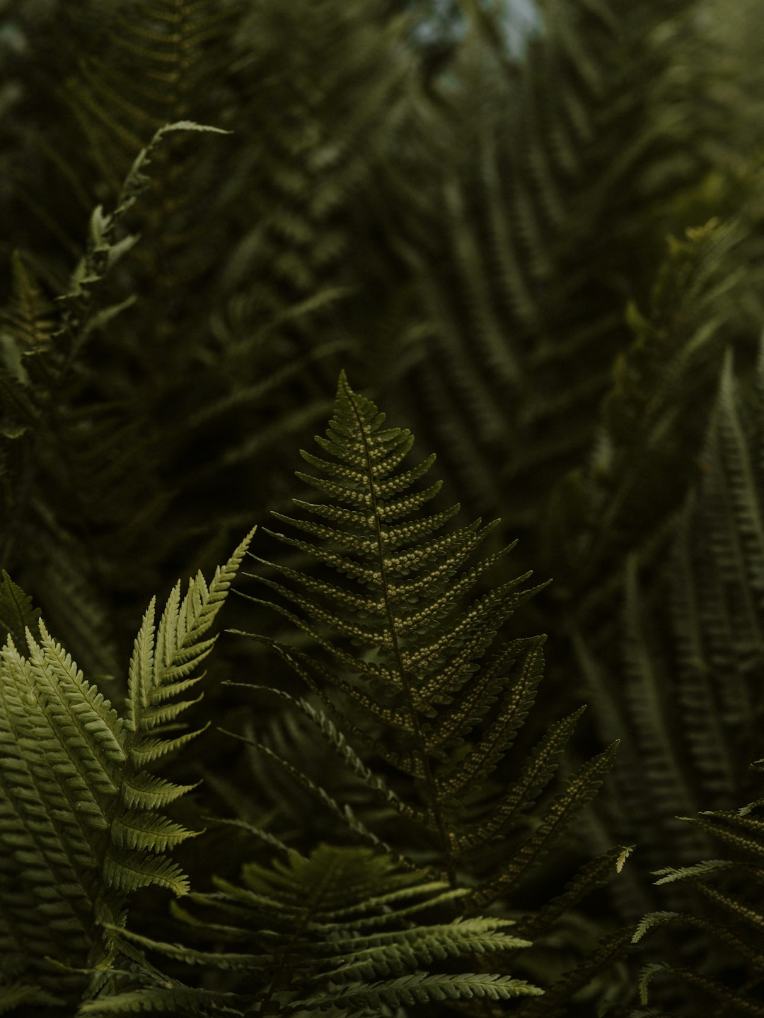 green fern plant in close up photography