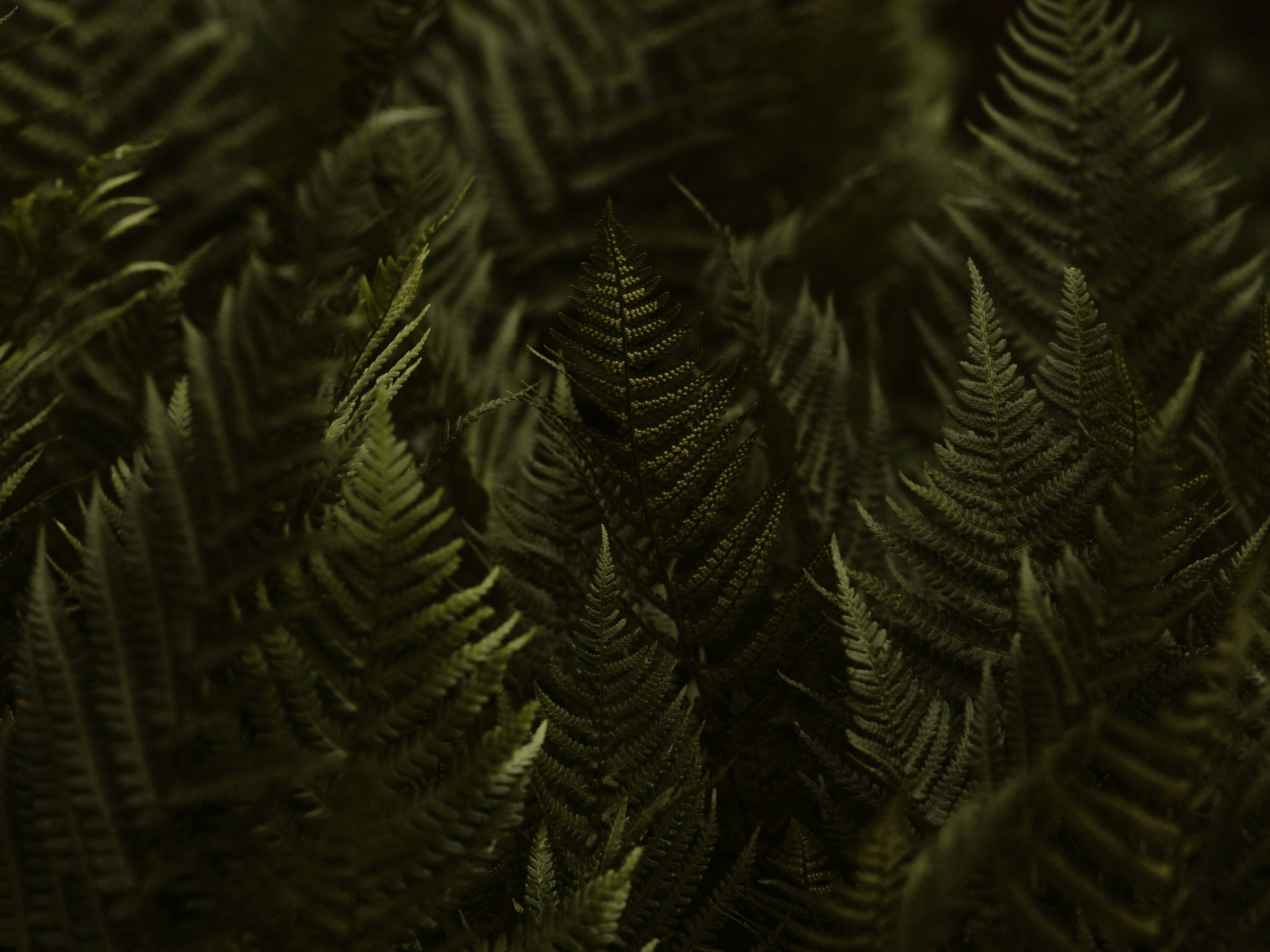 Photo by anniespratt