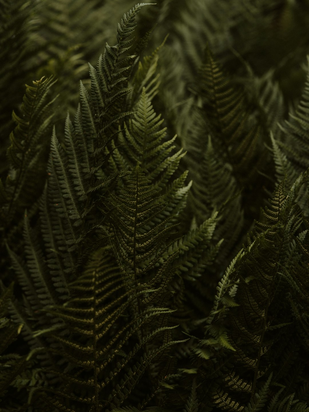 green pine tree in close up photography