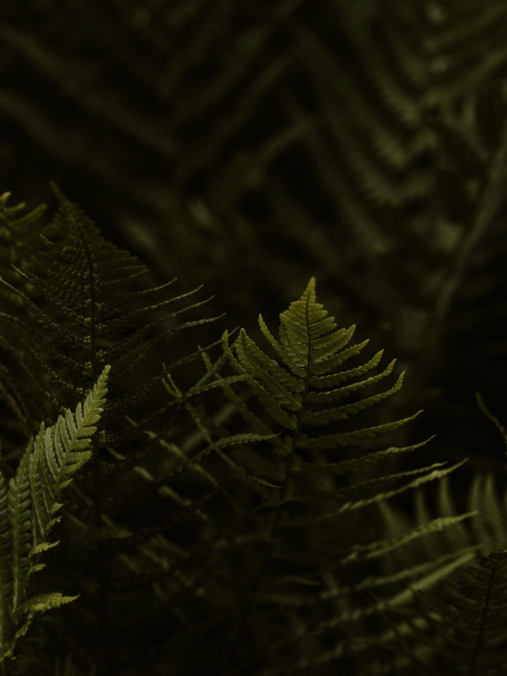 green fern plant in close up photography