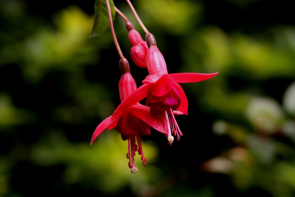 red flower in macro shot