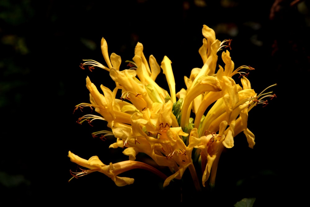 yellow flower in black background