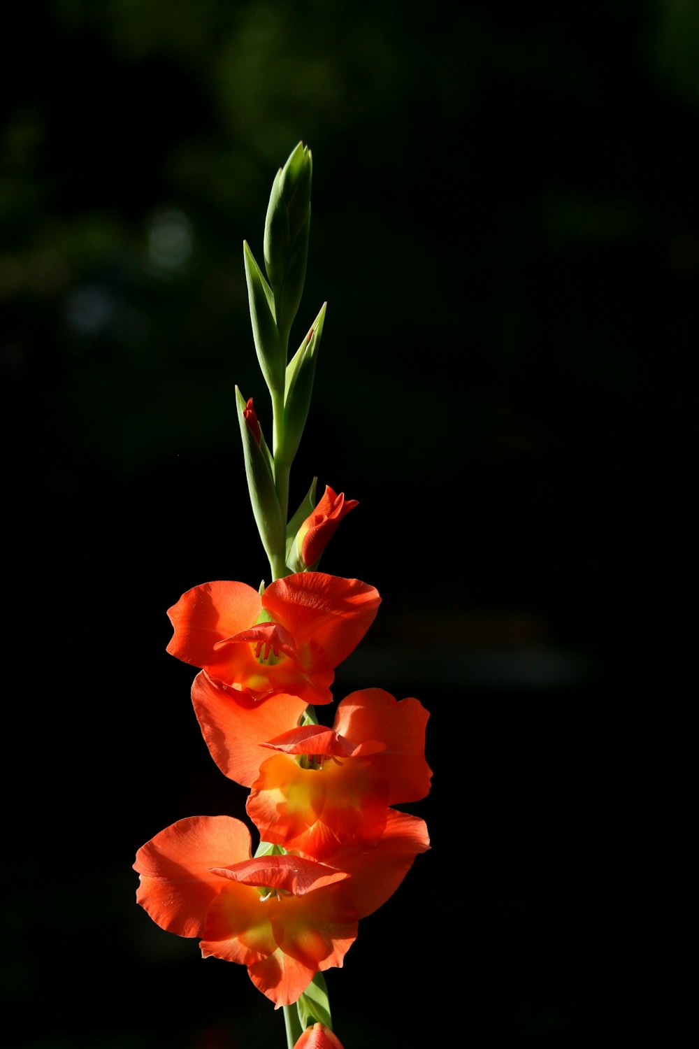 red flower in tilt shift lens