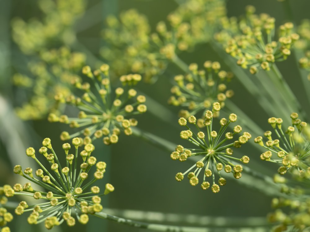 green plant in close up photography