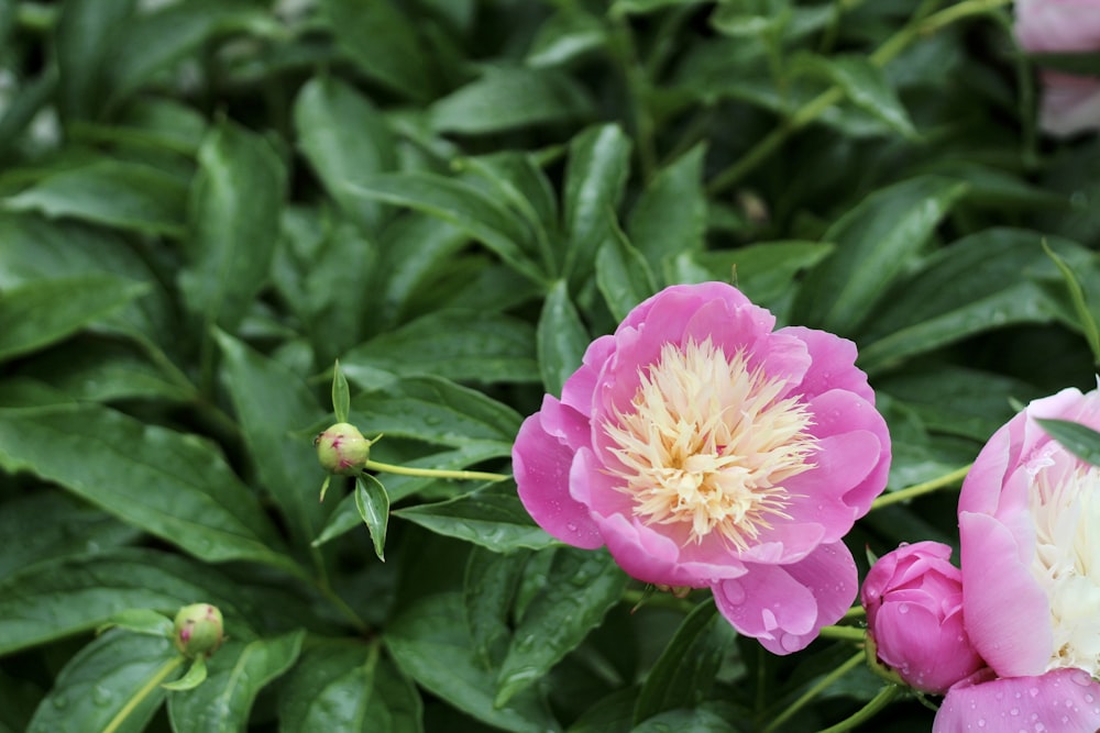 pink flower in tilt shift lens