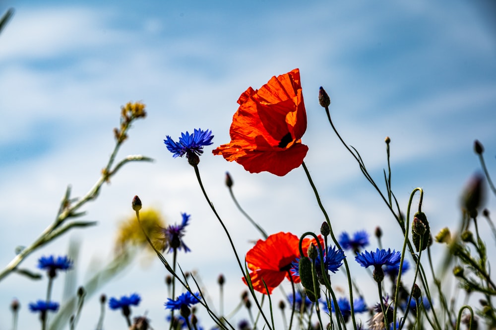 red poppy flower in bloom during daytime