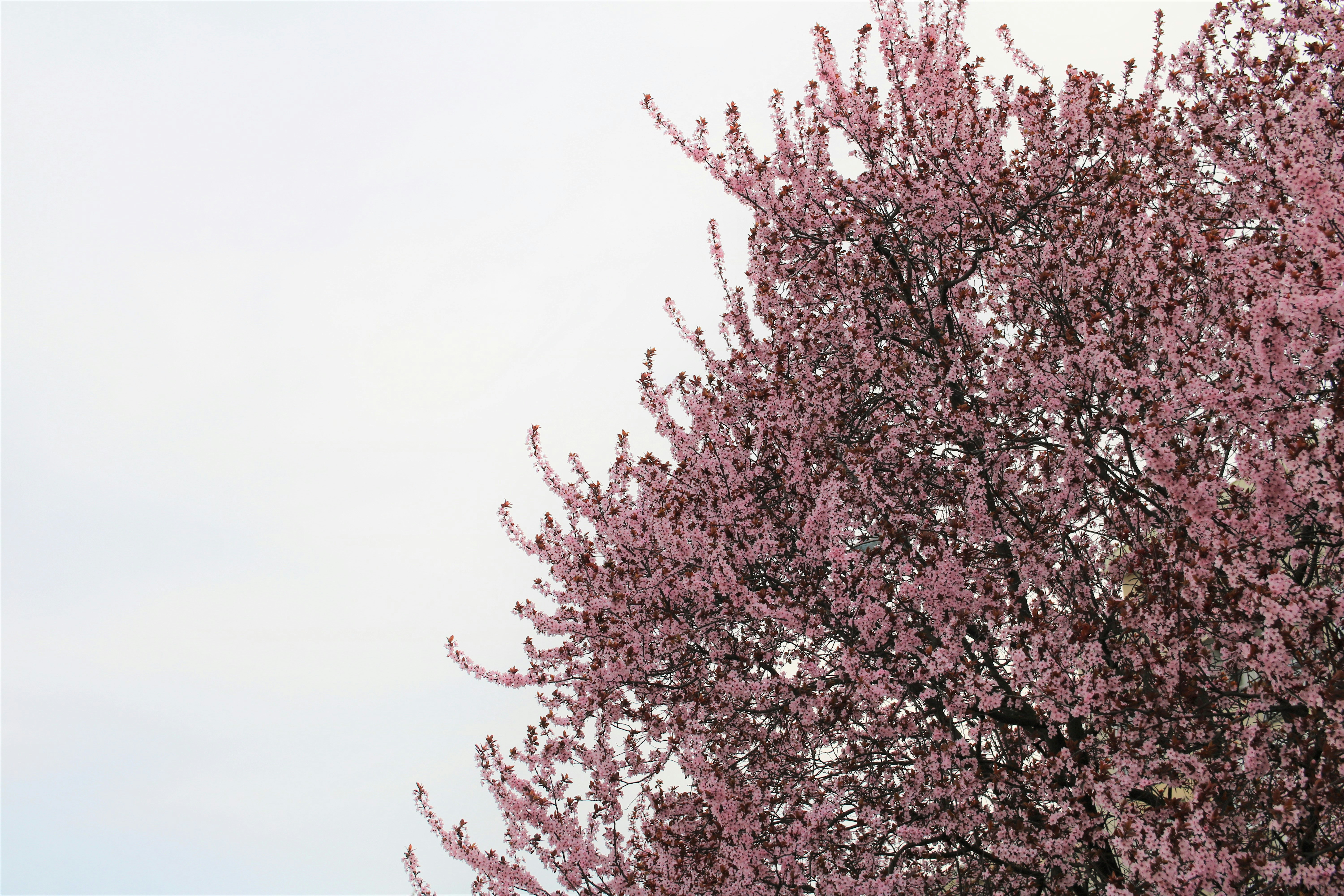 Photo by djidji