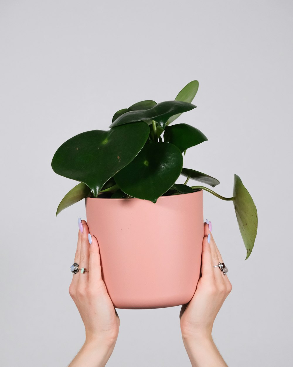 person holding green leaf plant