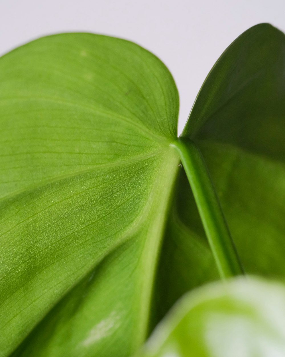 green leaf in close up photography