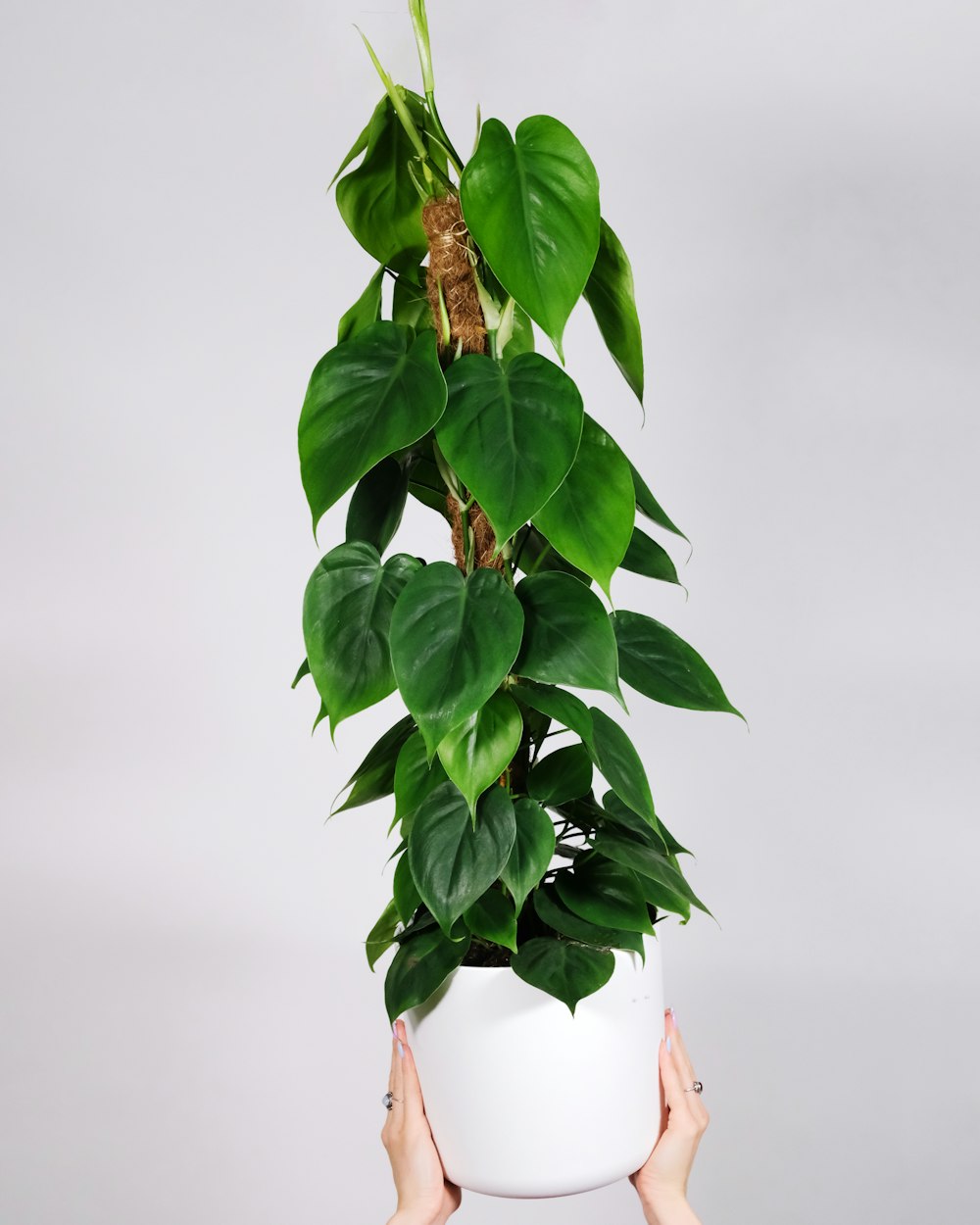 plante verte sur vase en céramique blanche