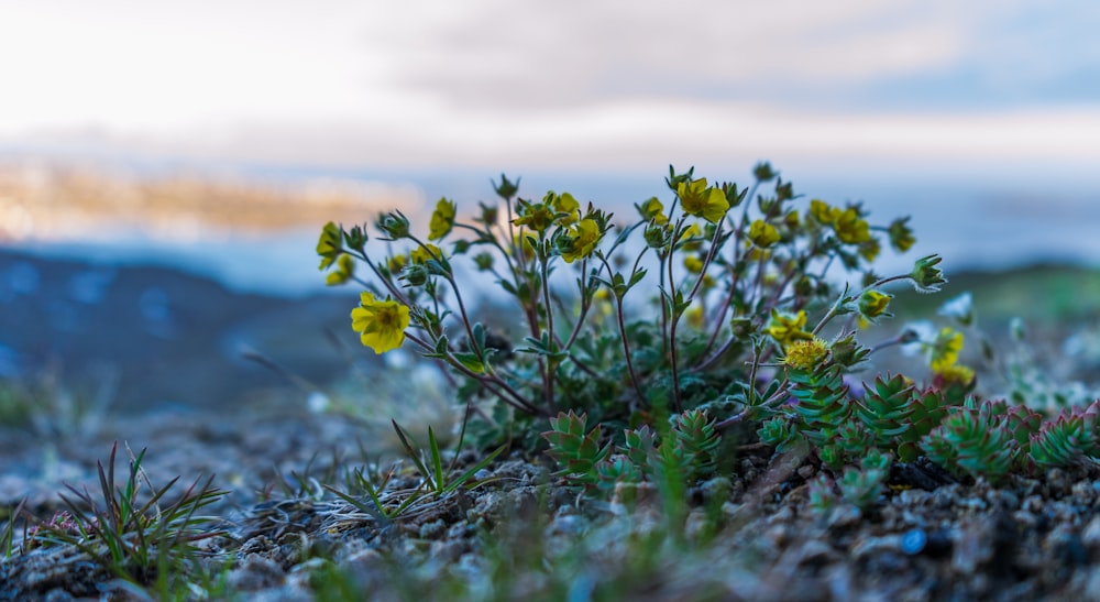 yellow flowers on green grass during daytime