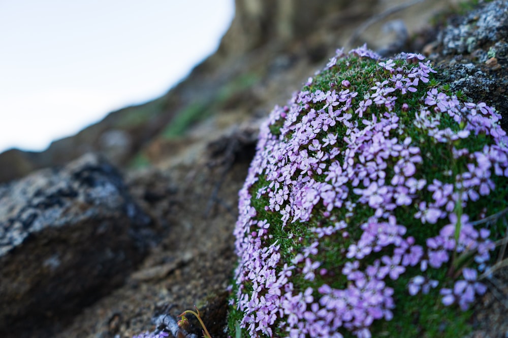 purple flowers on gray rock