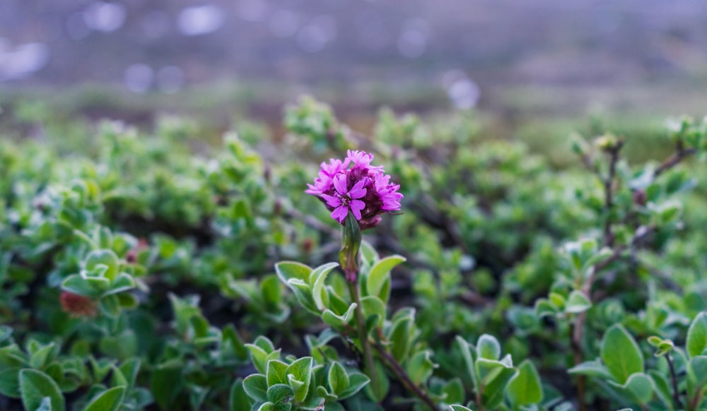 pink flower in tilt shift lens