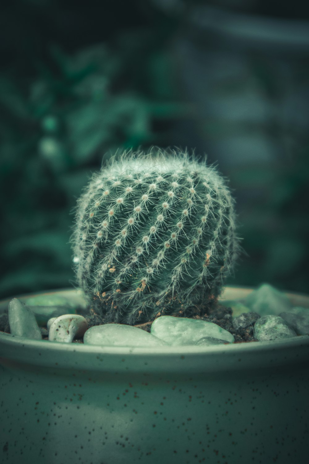 green cactus in gray pot