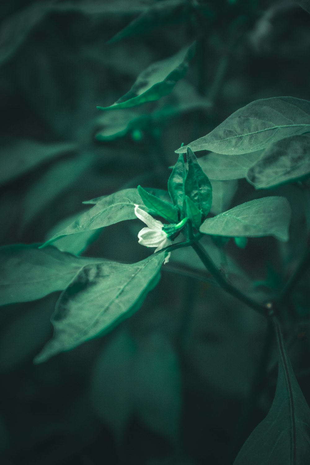 green plant in close up photography