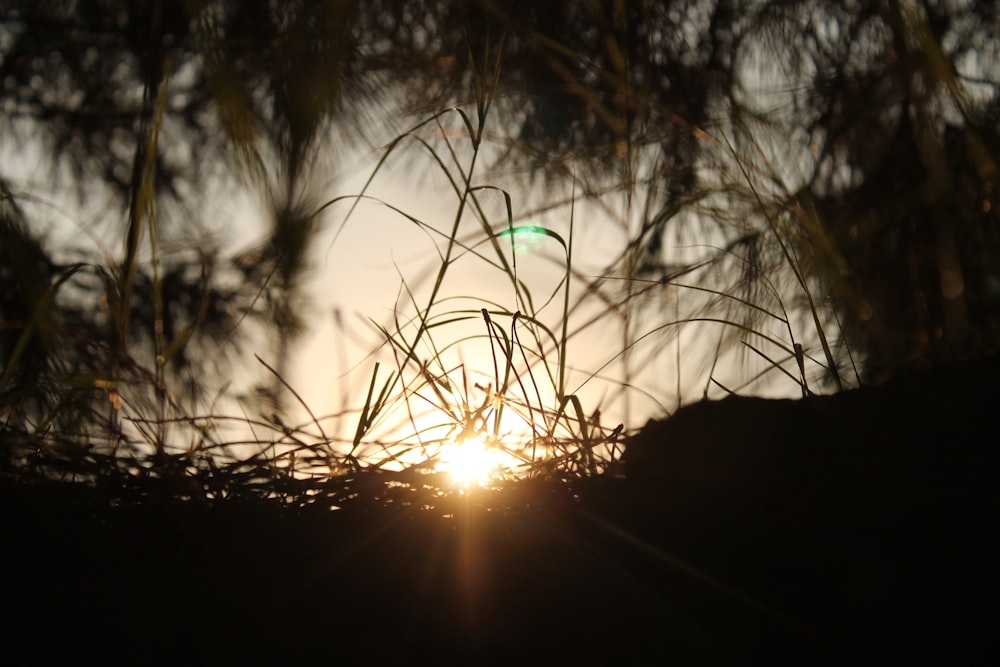 sun setting over the trees