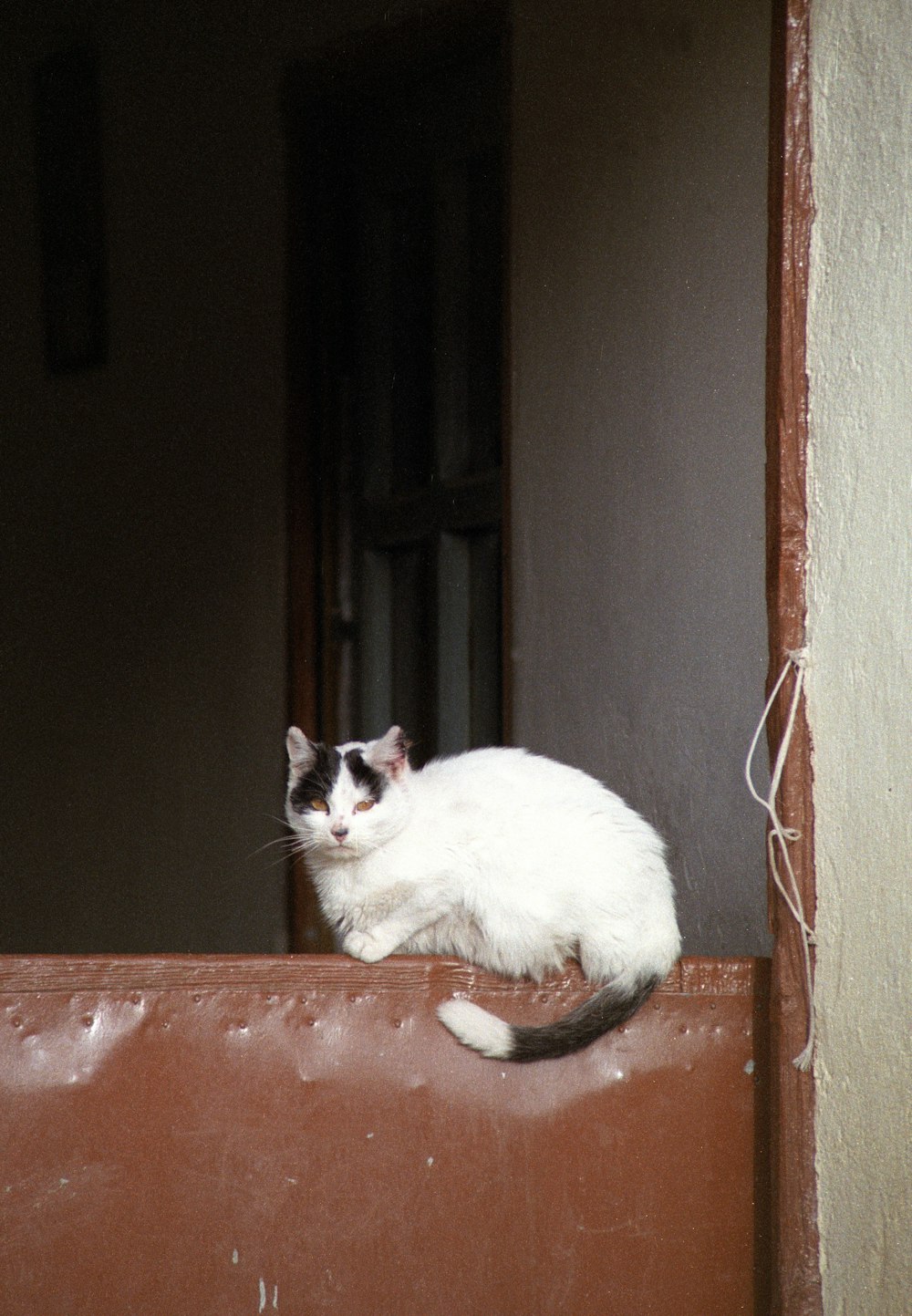 white cat on brown wooden window