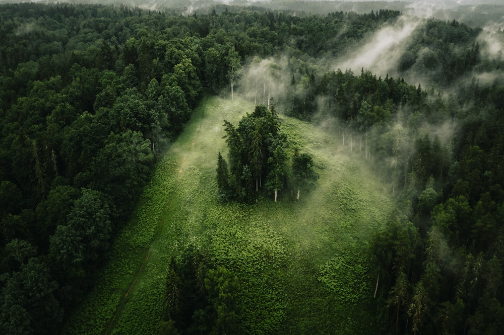 green trees on mountain during daytime