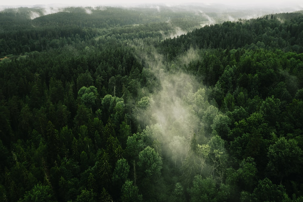 green trees on mountain during daytime