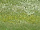 A soft, meadow-style yarrow lawn filled with delicate white blooms and buzzing native pollinators.