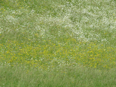 A soft, meadow-style yarrow lawn filled with delicate white blooms and buzzing native pollinators.