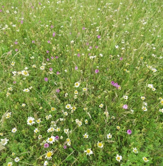 purple and white flower field during daytime