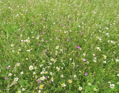 purple and white flower field during daytime