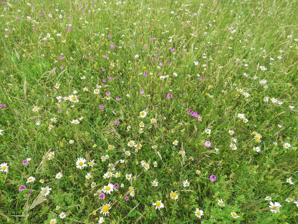 purple and white flower field during daytime