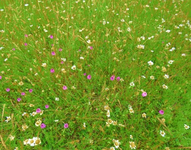 purple flower field during daytime
