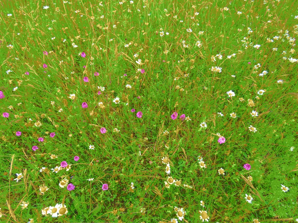 purple flower field during daytime