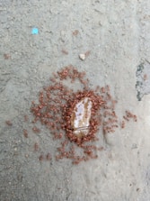 A large group of small, reddish-brown ants surround and consume a transparent, viscous substance on a rough, gray surface. The substance has an irregular shape and appears to attract the ants due to its sticky texture.
