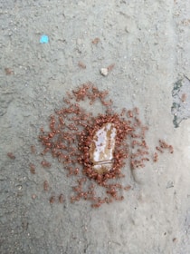 A large group of small, reddish-brown ants surround and consume a transparent, viscous substance on a rough, gray surface. The substance has an irregular shape and appears to attract the ants due to its sticky texture.