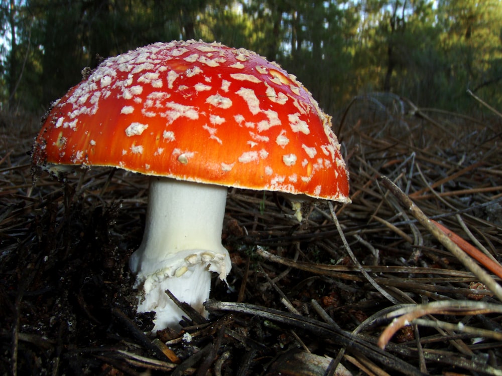 red and white mushroom on brown soil