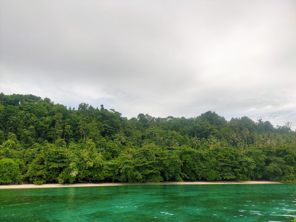 green trees beside body of water during daytime