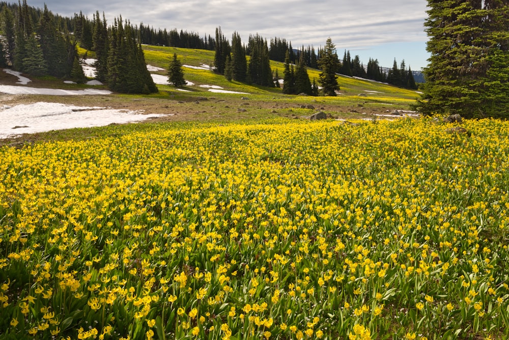 yellow flower field near green trees during daytime