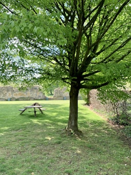 A large, lush green tree stands on a well-maintained grassy lawn. A wooden picnic table is located nearby, partially shaded by the tree. In the background, an old stone wall borders the lawn, giving a sense of history and tranquility. The setting is serene, suggesting a peaceful outdoor park or garden.