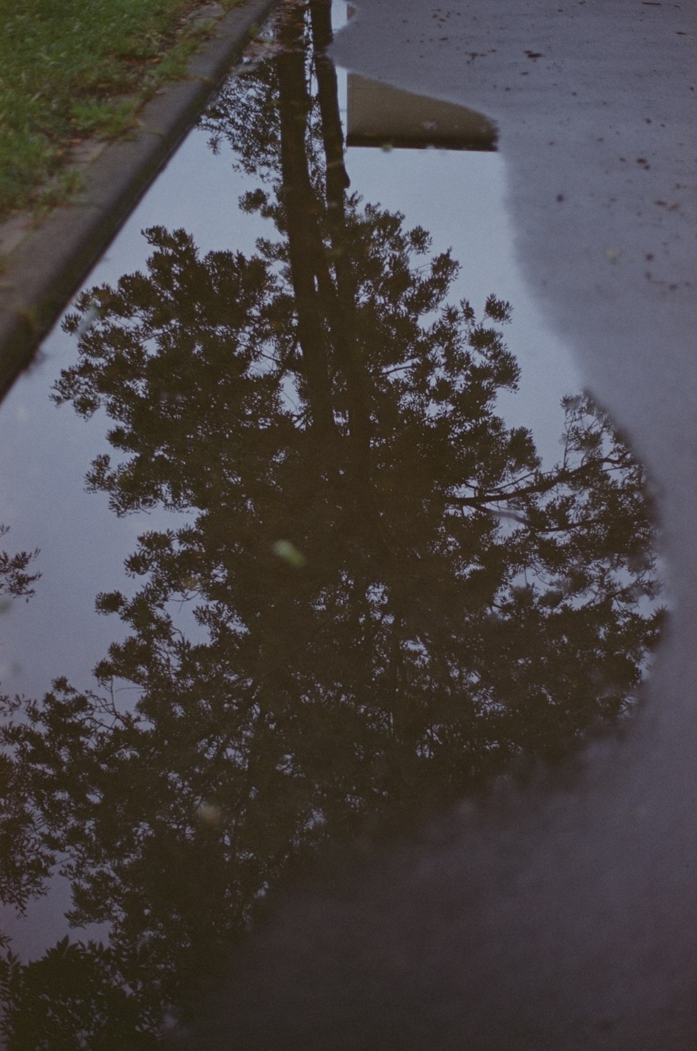 des arbres verts sur un sol enneigé pendant la journée