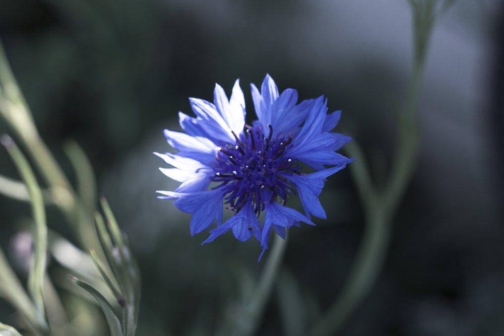 purple flower in tilt shift lens