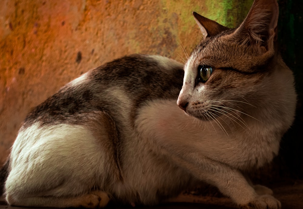 white and brown cat on brown concrete wall