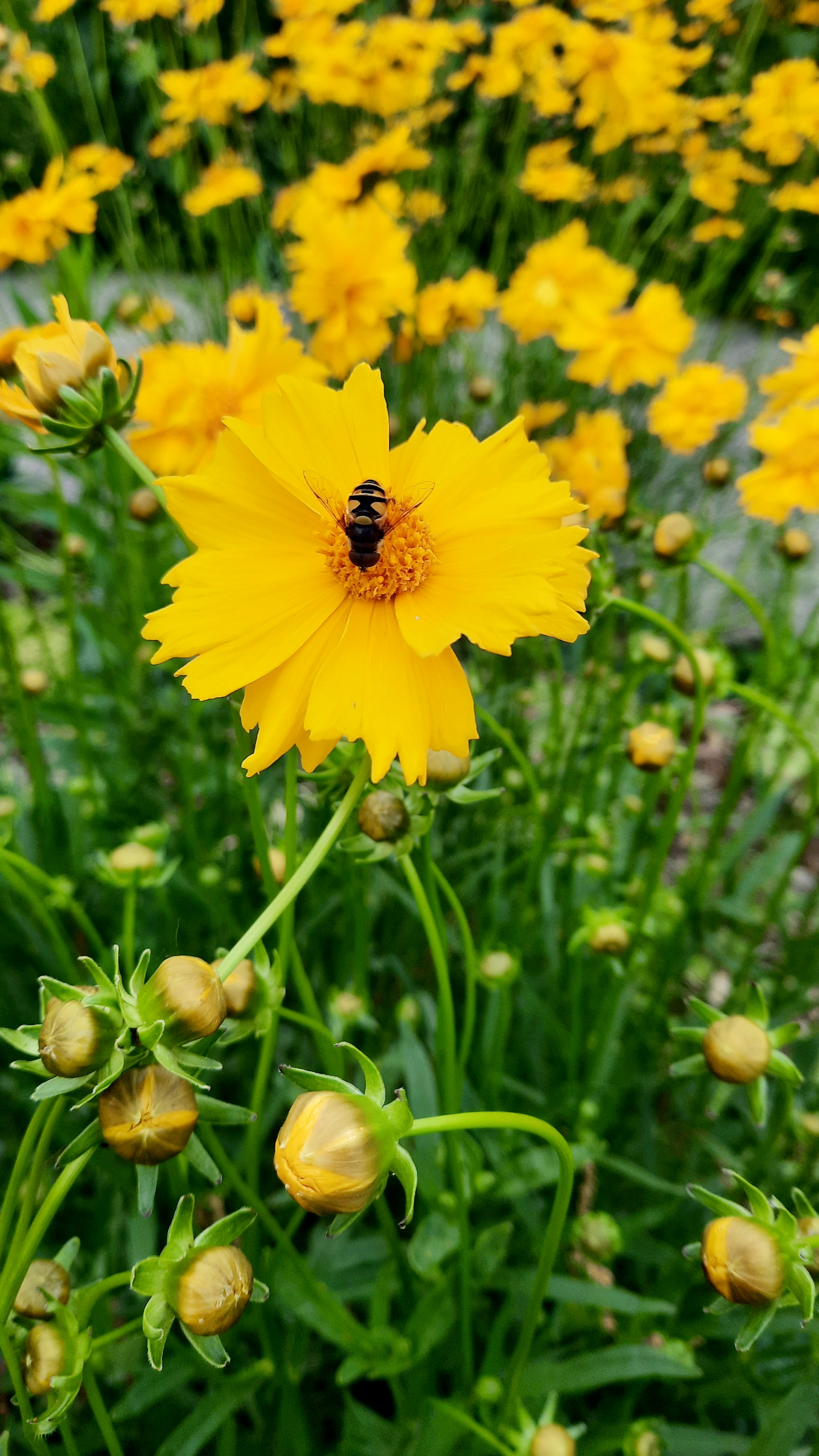 Vibrant spineless barrel cactus flower attracting bees