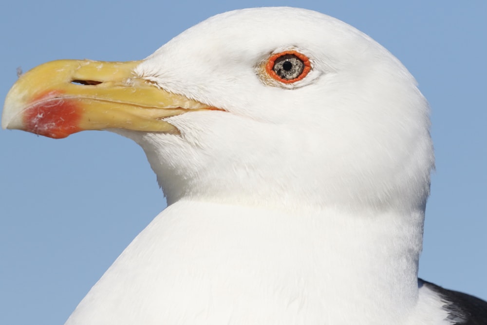 white and yellow bird with red eyes