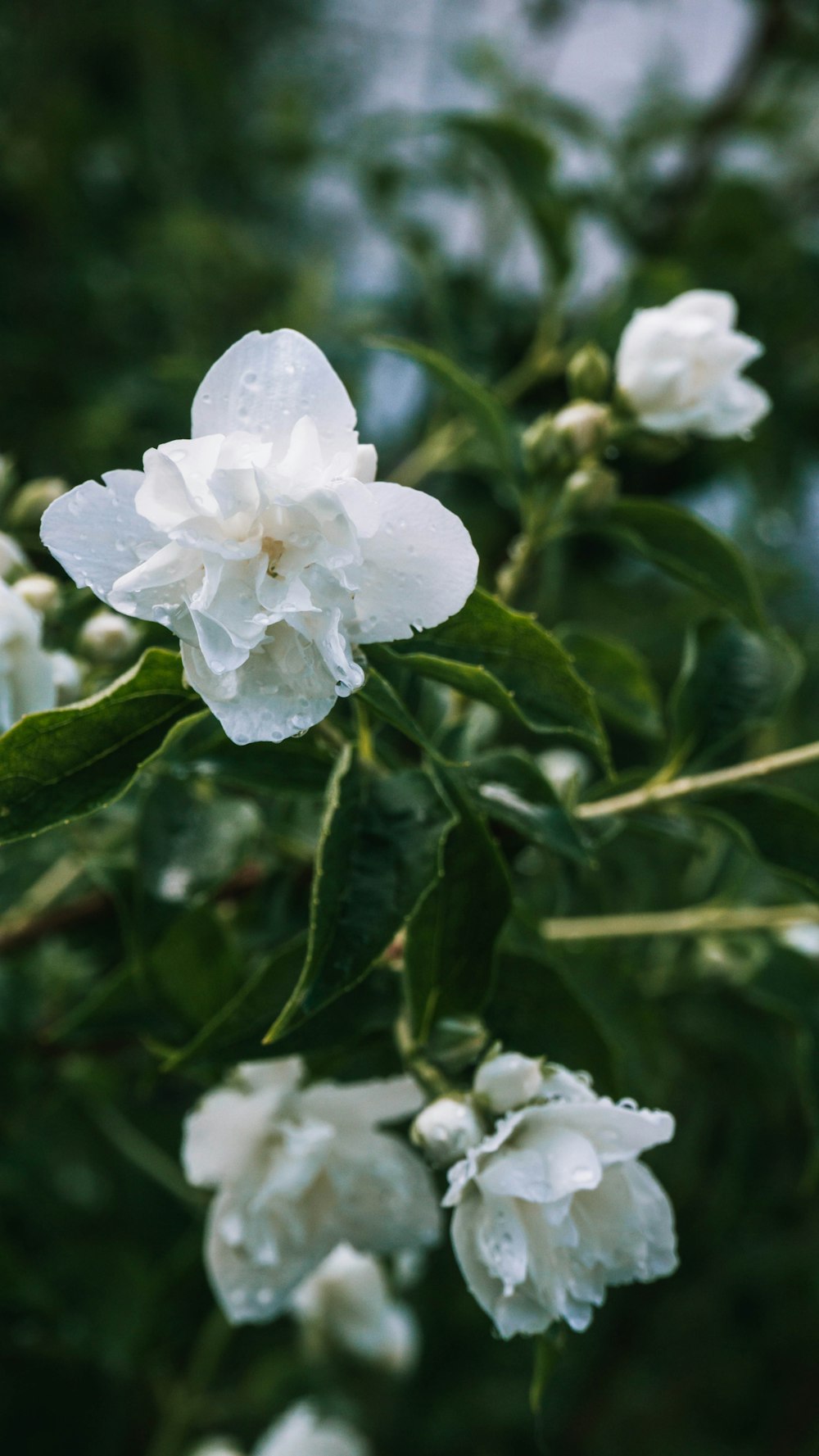 white flower with green leaves