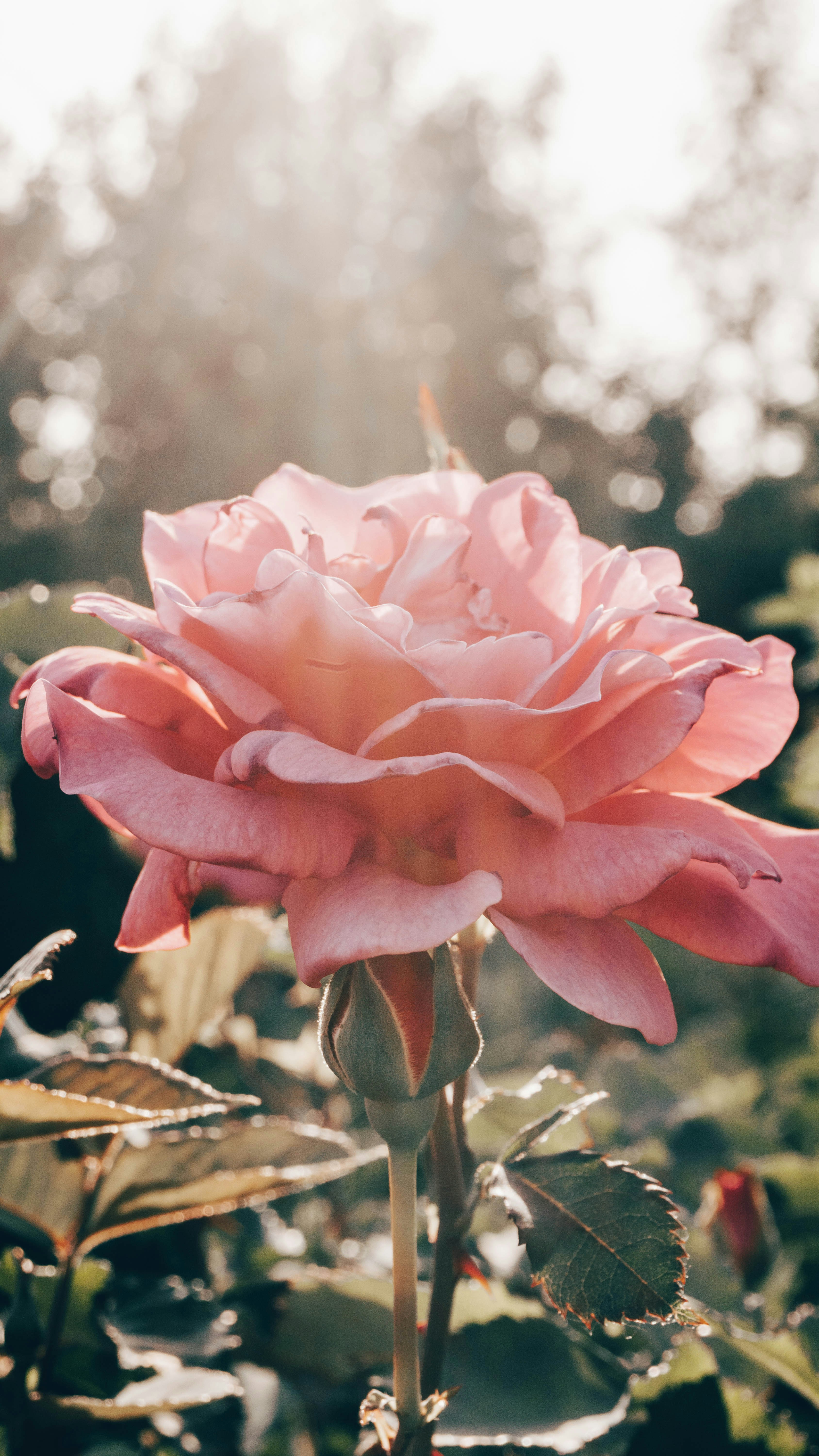 Photo by anainsomnia