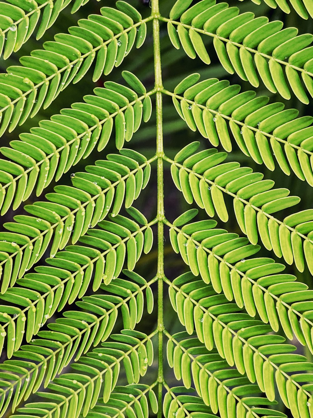 green leaves in macro shot