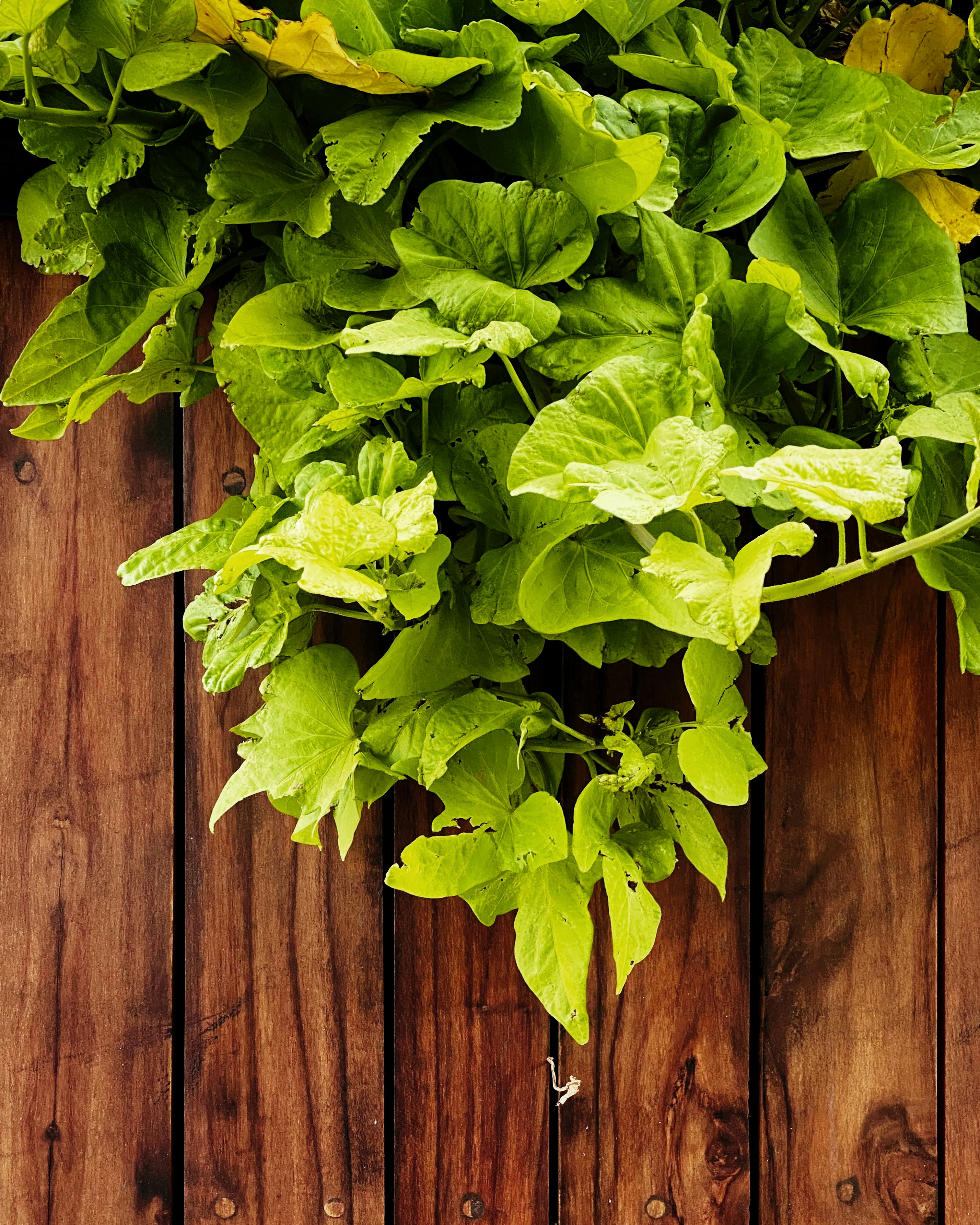green leaves on brown wooden fence