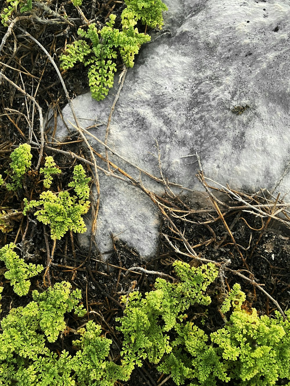 green plant beside gray rock