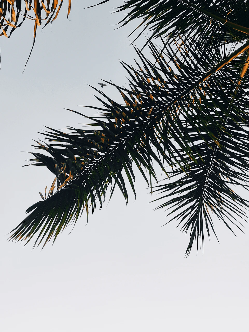 Close-up view of a palm tree's fronds against a stark white background